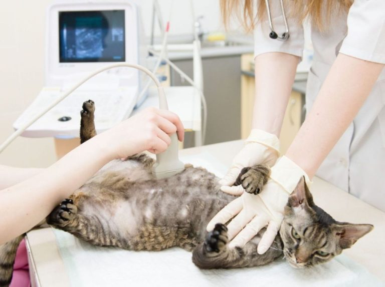Cat Neutering: Optimal Age, Methods, Preparation and Rehabilitation after Castration