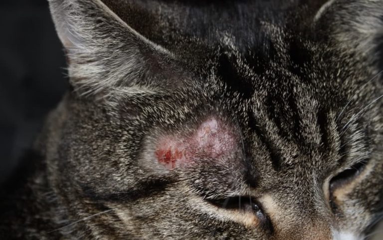 Ringworm in Cats: What is it and How to Cure it
