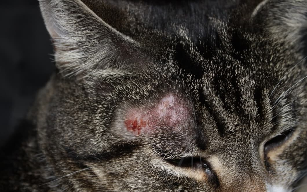 Ringworm in Cats: Symptoms, Types and Treatment