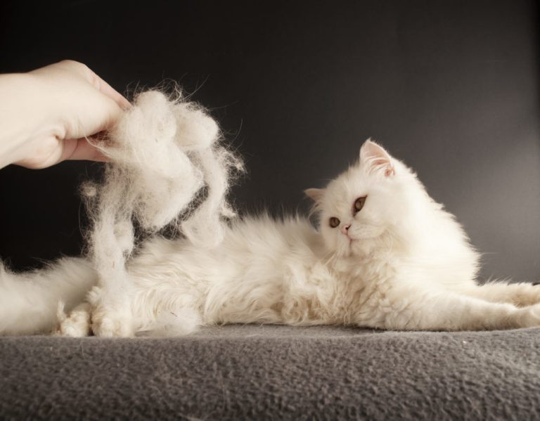 Cat Hair Loss: Causes, Treatment, and Prevention