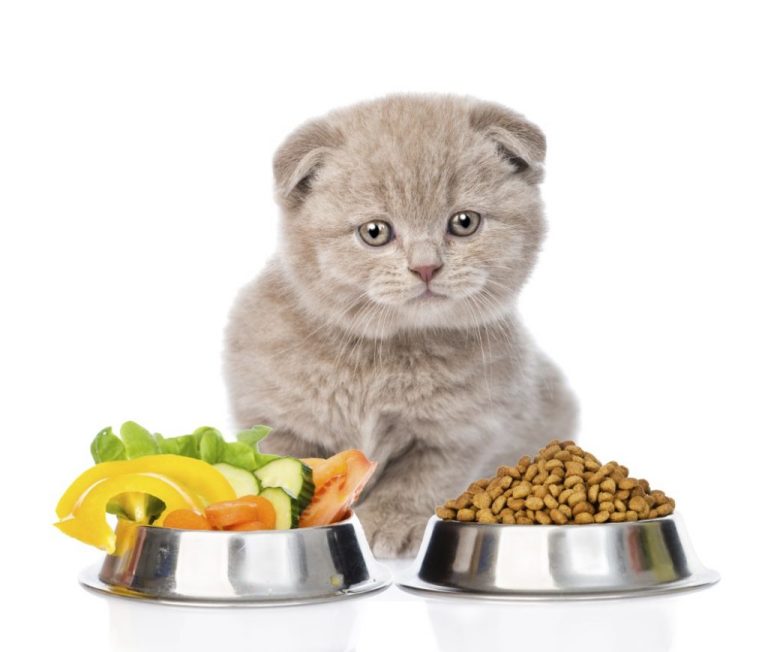 Feeding Kittens: How, What, How Much and How Often?