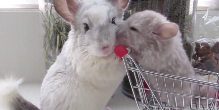 Keeping Rodents at Home: a Rodent Care Guide