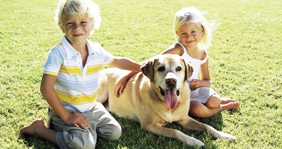 Dogs: Care, food, first aid kit, home toilet, walking