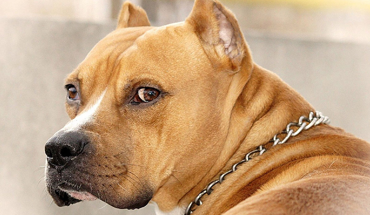 Top 10 Most Aggressive Dog Breeds