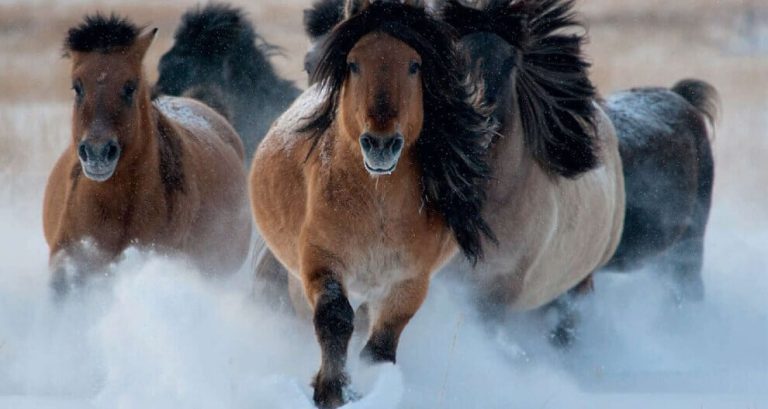 Horse Nutrition: Building a Horse’s Diet