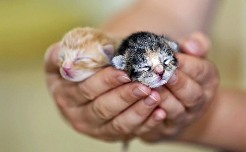 How to Feed a Small Kitten
