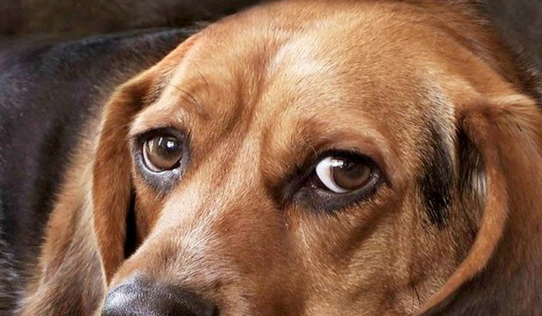 Distemper in Dogs: Symptoms, Forms, Treatment & Prevention