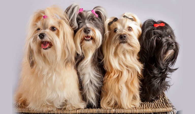 The 12 cutest breeds of lapdogs