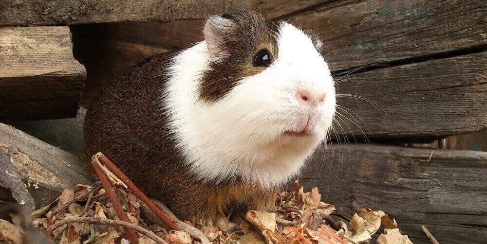 Guinea Pig Guide: Basic Info, Diet and Other Useful Stuff