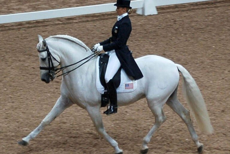 Common Horse Diseases: a Brief Overview and Symptoms