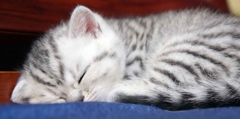 Cat Diseases: Common Signs and Symptoms