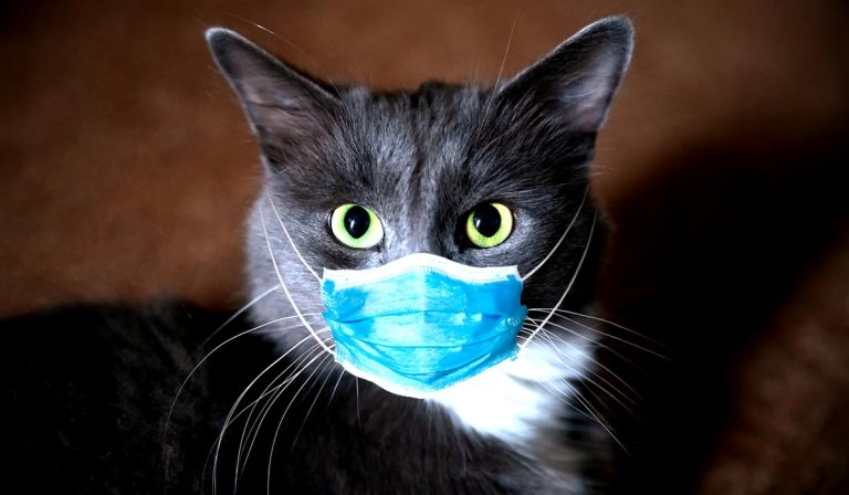 COVID-19 and pets: Can dogs and cats get COVID-19?