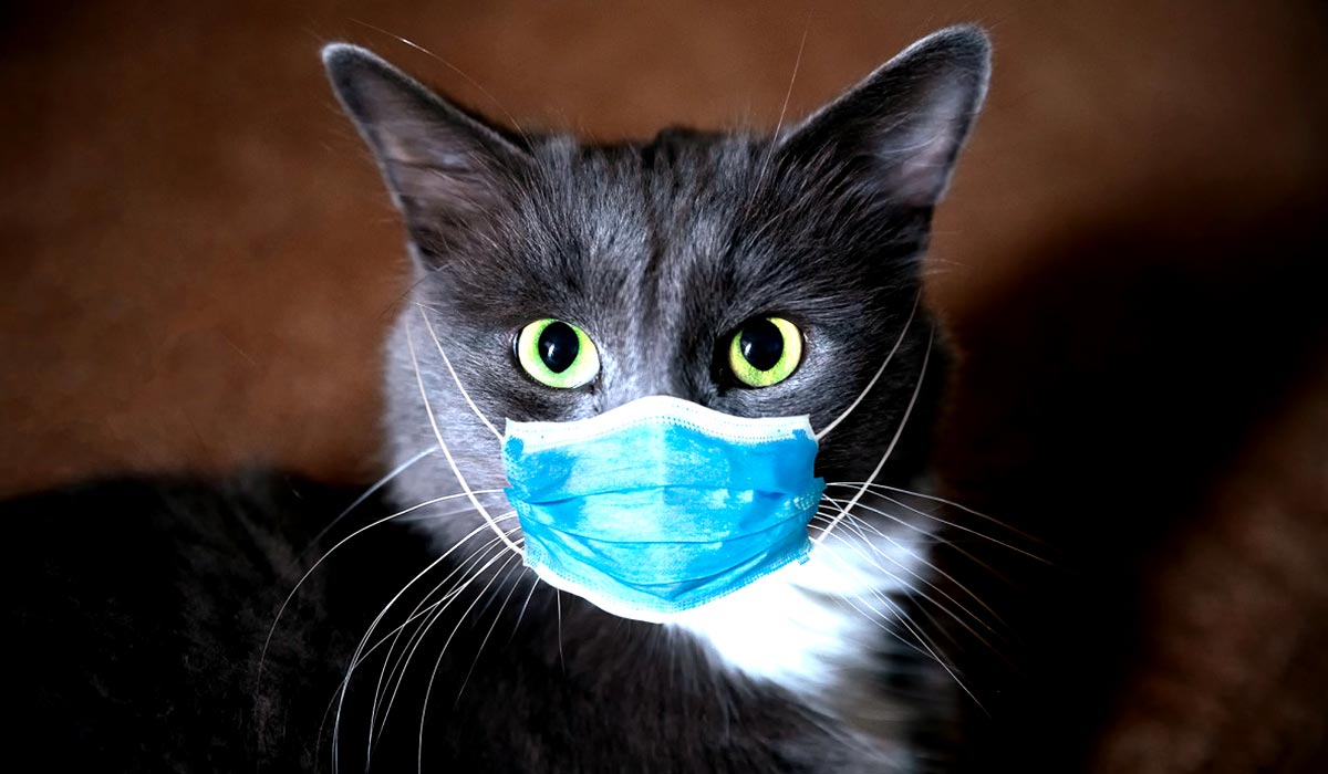 COVID-19 and pets: Can dogs and cats get COVID-19?