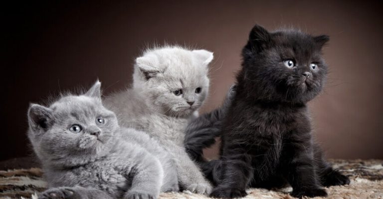 Kitten Care: 3 Essential Tips