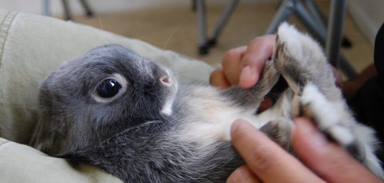 Choosing a Rodent to Keep at Home: Mice, Hamsters, Gerbils and Guinea Pigs