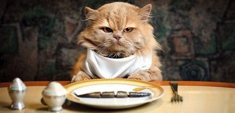 Feeding Your Cat: Canned vs Natural Food