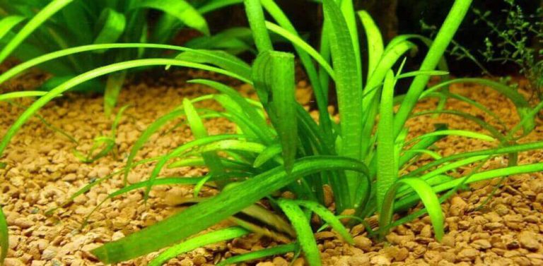 What kind of plants should be in the aquarium?