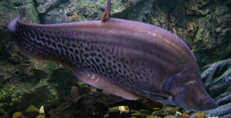 Fish diseases, symptoms, treatment