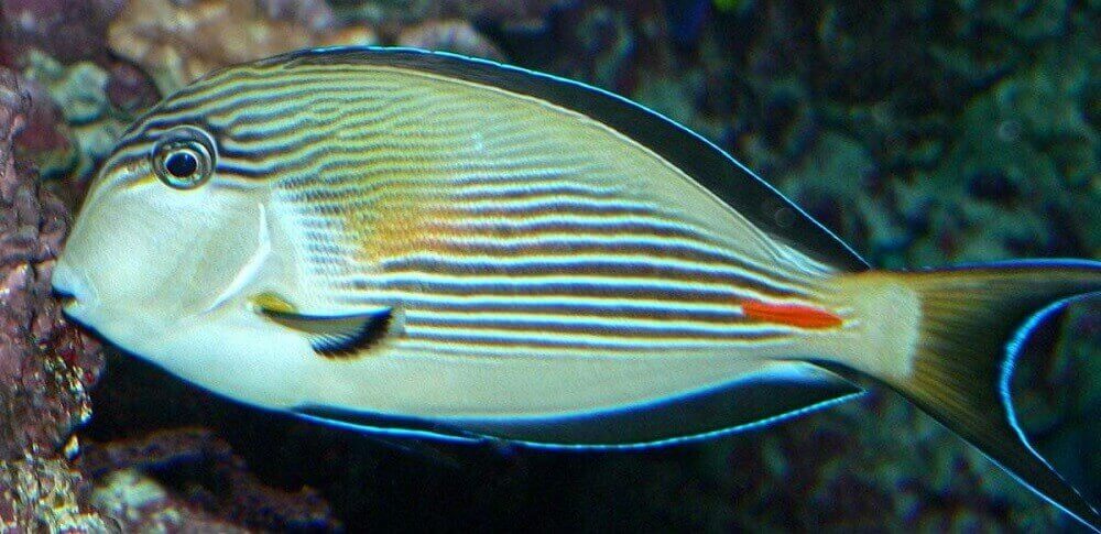 Surgeon fish