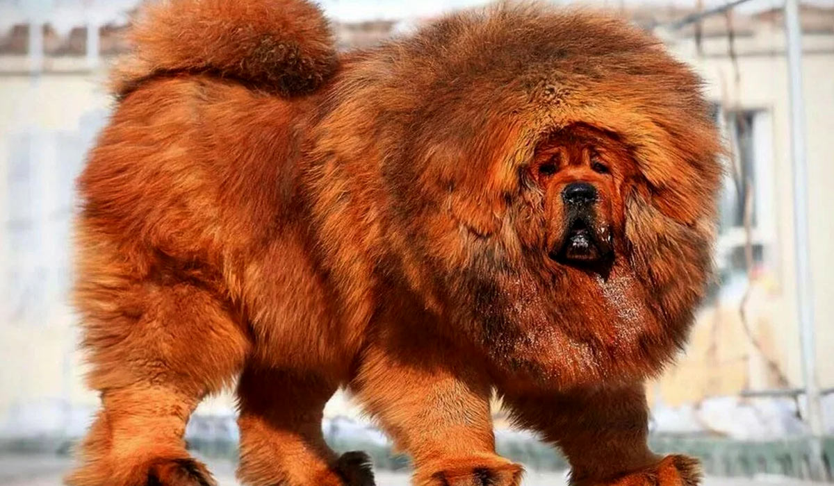 TOP 17 most expensive dog breeds