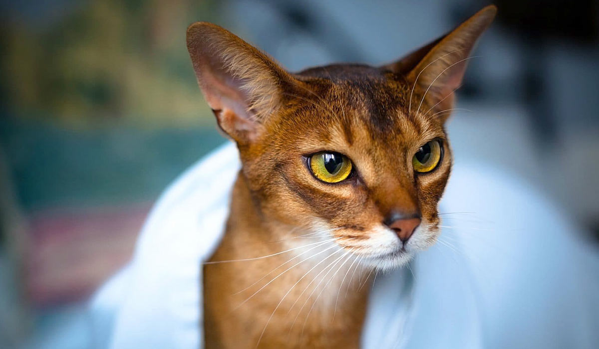Most Beautiful Cat Breeds: Abyssinian, Angora, Bengal and Many More