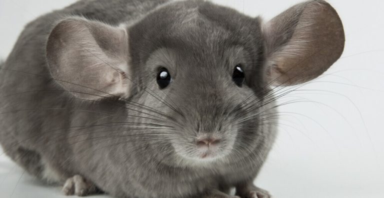 Keeping Chinchillas as Pets: a Complete Guide