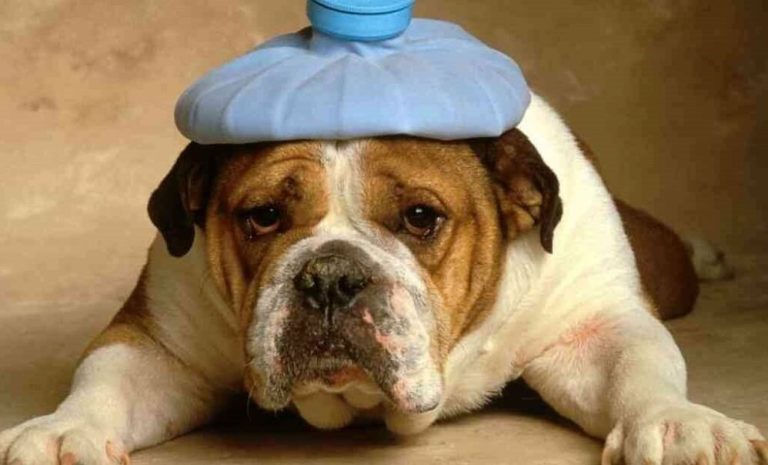 Common Dog Diseases: Symptoms and What to Do