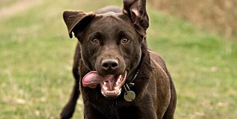 14 Interesting Facts About Dogs You Probably Didn’t Know