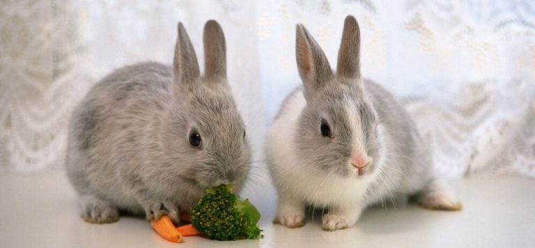 Basics of Rabbit Care: Housing, Nutrition and Communication