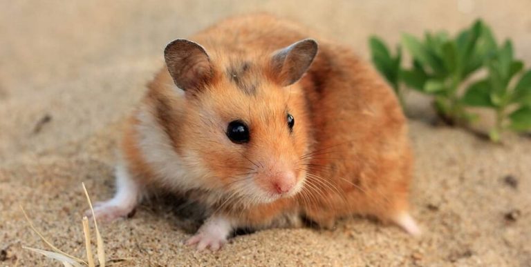 Keeping Hamsters as Pets: All You Need to Know