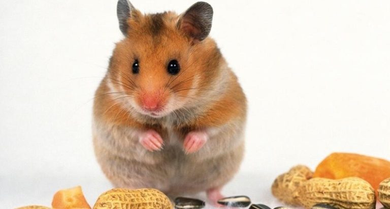 Choosing a Pet Rodent: a Guide for Beginners