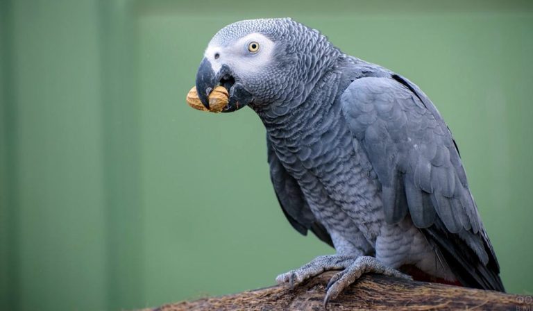 10 Smartest Parrots