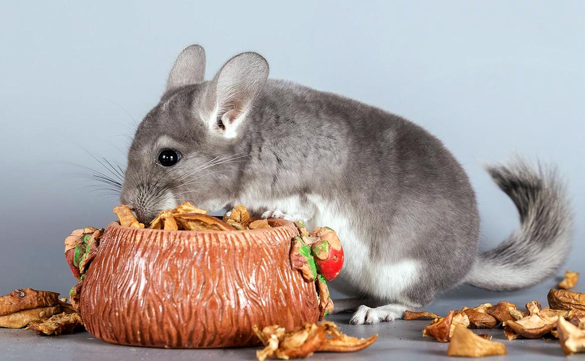 Feeding a Chinchilla: Diet and Stoplist