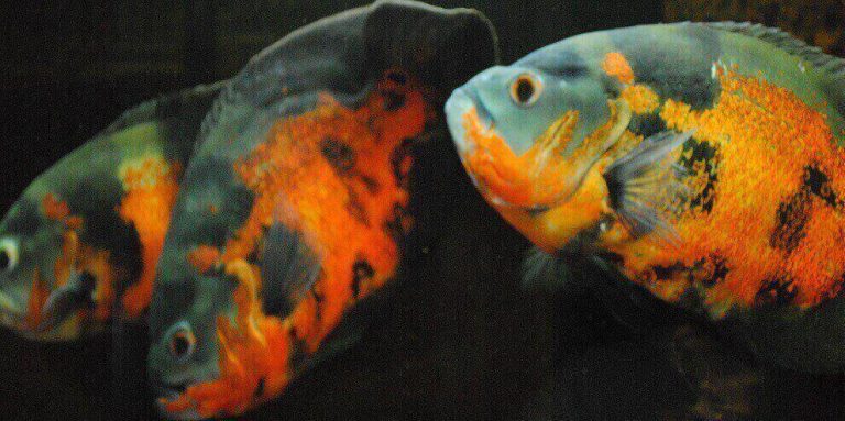 Useful tips on choosing and caring for pet fish