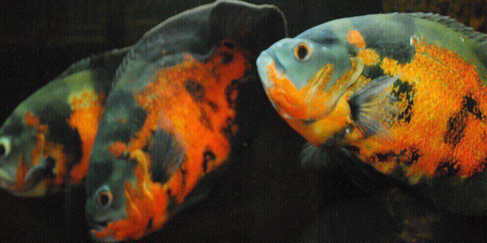 Useful tips on choosing and caring for pet fish