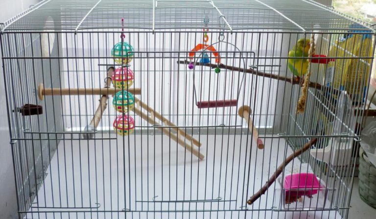 Choosing a Parrot Cage: Size, Cells, Mounting and Color
