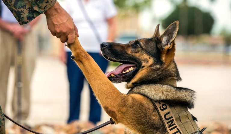 TOP 18 most popular service dog breeds