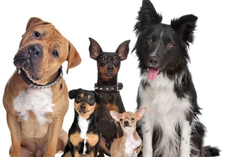 Most Important Dog Care Tips You Should Know