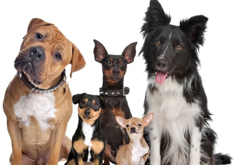 Most Important Dog Care Tips You Should Know