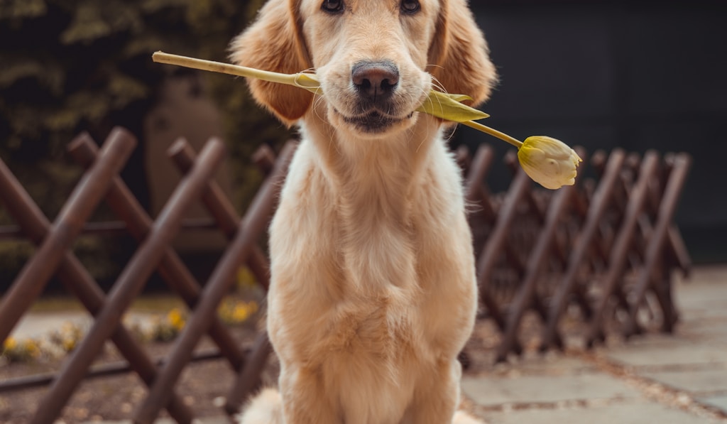 American Staffordshire Terrier alert expression