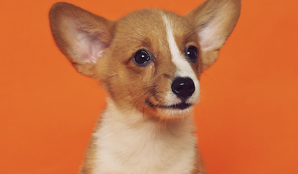 American Staffordshire Terrier jumping