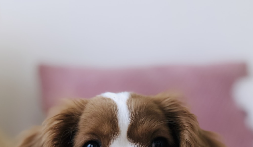 Pair of American Staffordshire Terriers