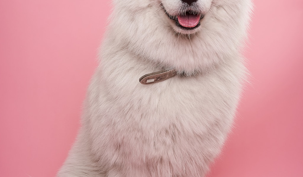 English Mastiff portrait