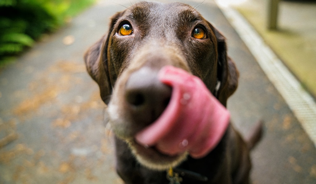English Mastiff relaxing