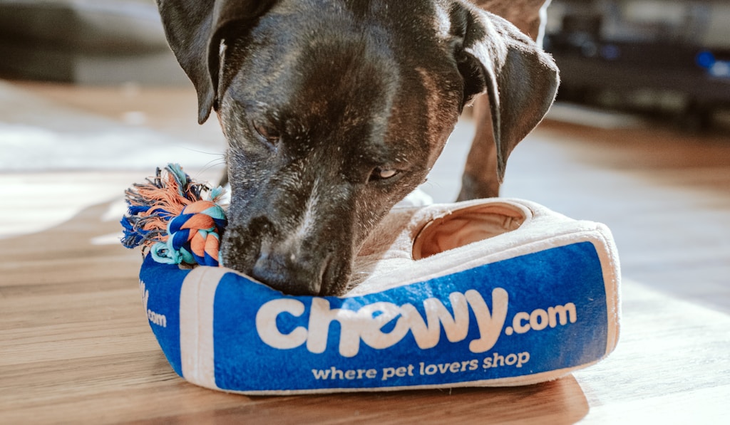 English Mastiff pair outdoors