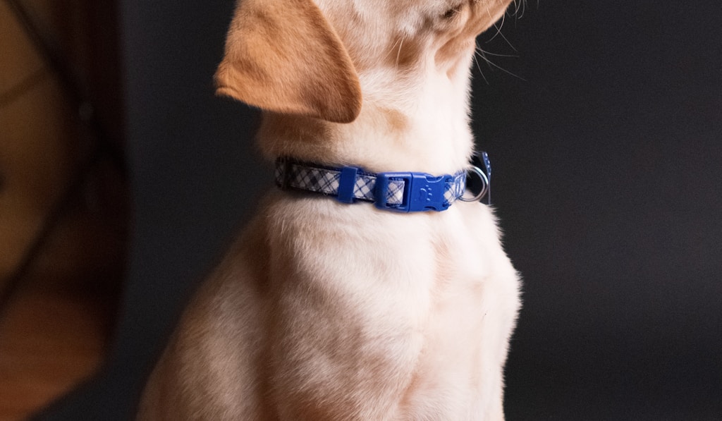 English Mastiff on a walk