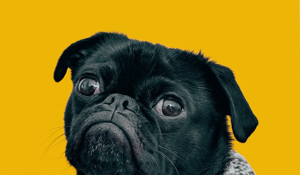 Alabai dog showing alertness