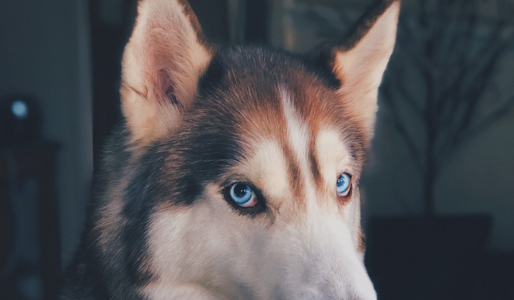 Alaskan Malamute in the snow