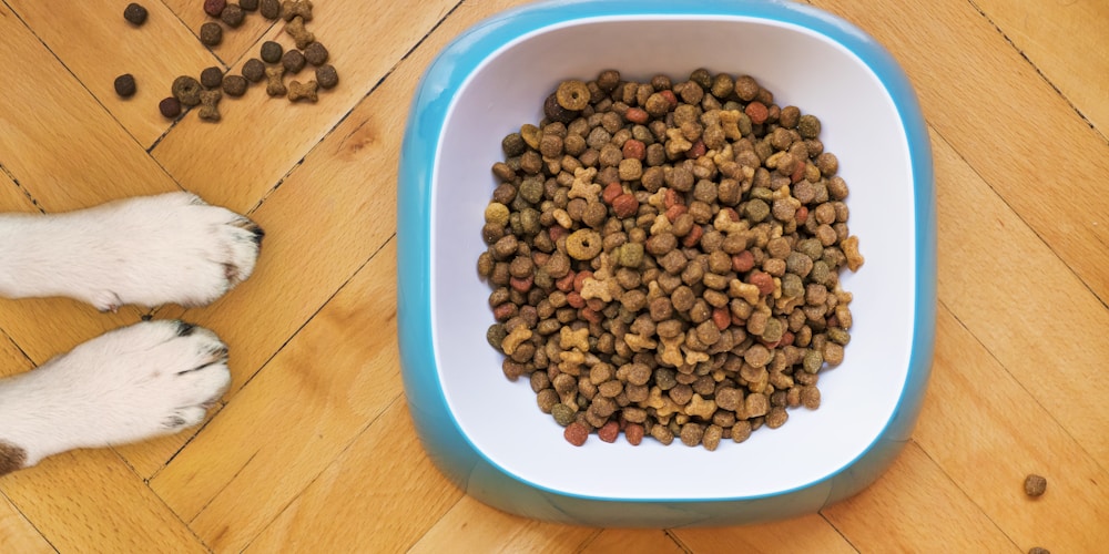 Dog food bowl with fresh water