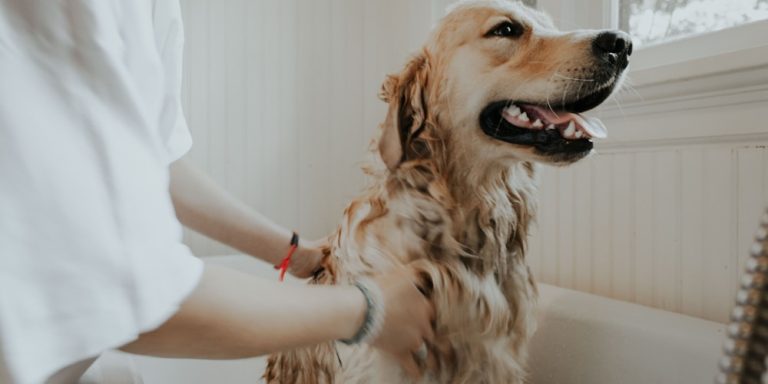 How to Recognize and Treat Ear Infections in Dogs: A Complete Guide